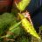mundobegonia