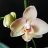 BellaPhalaenopsis