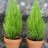 Dani plant
