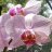 DafneTam