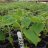 ecoplante374