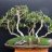 Alex_Ficus_lover