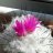 JACACTUS