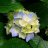 FlordeLotodeJardin
