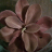 Eduardo_acz