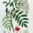 Sorbus_sp.