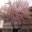 Arbutus