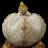FranLithops