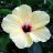 Hibisca