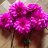 black_dahlia