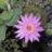 Gladys Perez R