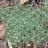 amomicactus