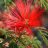 alexis_scl