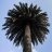 Proyectopalmera