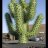 Cactuspinchin