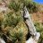 Mexicanwolf