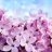 selenecristal