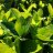 Eleagnus