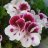 Amapola86