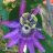 rila