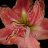 hippeastrum