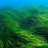 PoseidonPosidonia