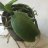 DayanaLuna