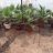 Limonetes93