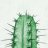 Cactuti