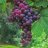 davixo_591