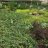 jardin sustentable