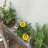 Jardinera.teq