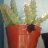 Lucia_evi