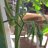 Guille_ARG