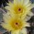 Flor_A1205