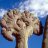 cactus_photos2000