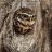 Athene.noctua