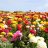 tnnursery