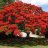 Delonixregia9