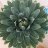 Mas.que.cactus