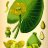 Nuphar