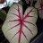 Caladia