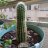 MrCactus