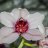 romy_goher