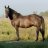 Aicnerolf