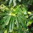 greenfever
