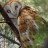 lucas_galiza