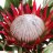 VIvero Entre plantas