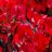 Euonymus