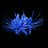 BlueSpiderLily